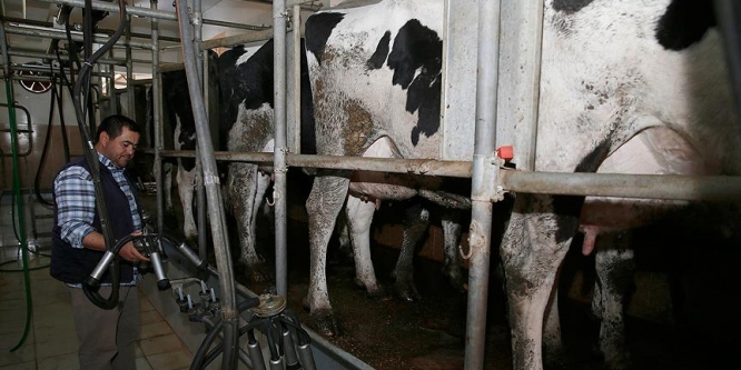 Ucuz süt için üreticiden önemli öneri
