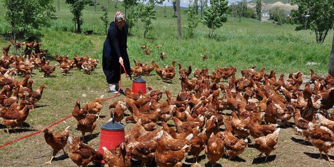 Moldovalı gelin tavuk çiftliği kurdu