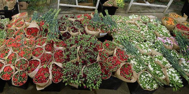 Üretilen 1,5 milyar süs bitkisi ekonomiyi 'renklendirdi'