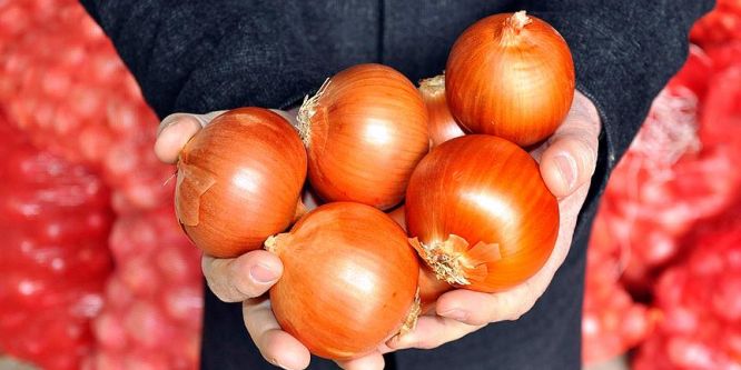 Kuru soğan ihracatından 8,6 milyon dolar gelir