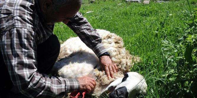 Çukurova'da koyun kırkım zamanı