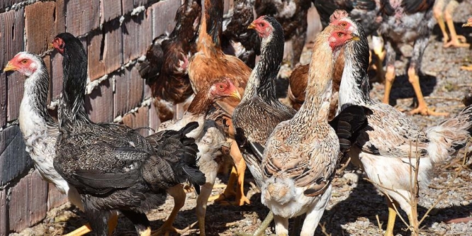 Bir çift tavuk 8 bin 300 liraya satıldı