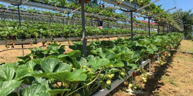 Çilek üreticisinde 'Rus pazarı' sevinci