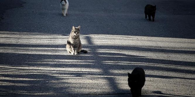 Heybeliada'nın sevimli bekçileri