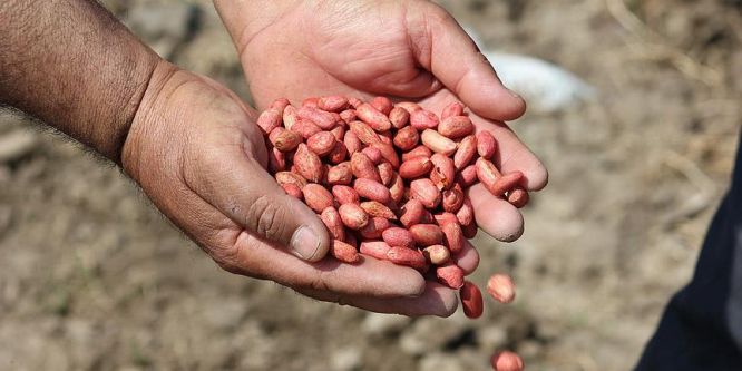 Yer fıstığı üreticisi yeni sezondan umutlu