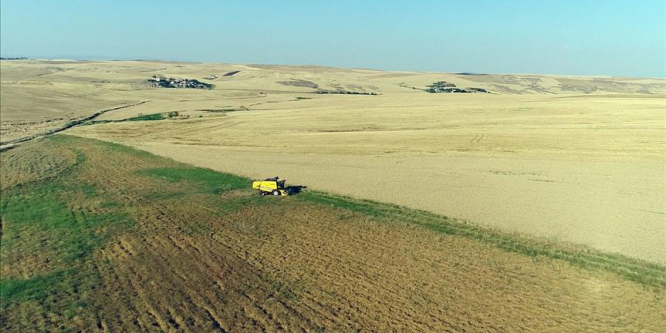 Kırmızı mercimek üssünde yüksek rekolte beklentisi