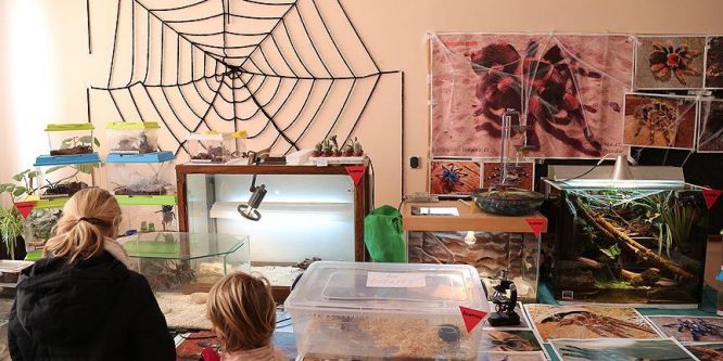 Çocukluğundan beri tarantula biriktiriyor