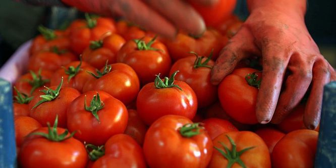 Domates fiyatlarını onlar düşürdü, sert kış yükseltti