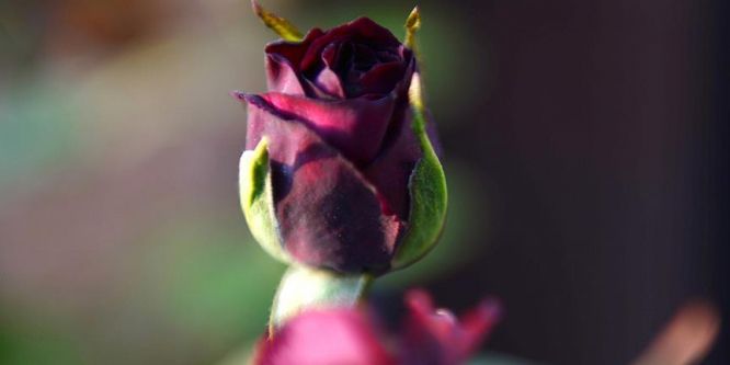 Karagülün kokusu dünyaya yayılıyor