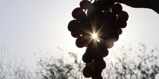 Rusya'ya 57 milyon dolarlık yaş üzüm ihracatı