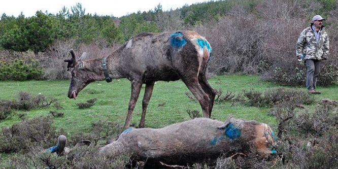 Uydu vericisi takılan kızılgeyikler doğaya salındı