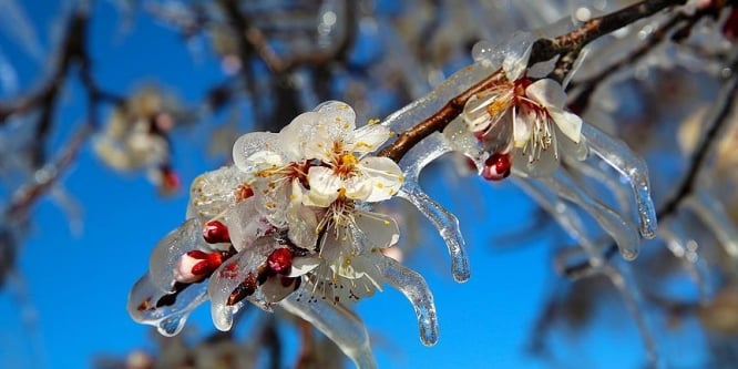 Meteorolojiden çiftçiye 'zirai don' uyarısı