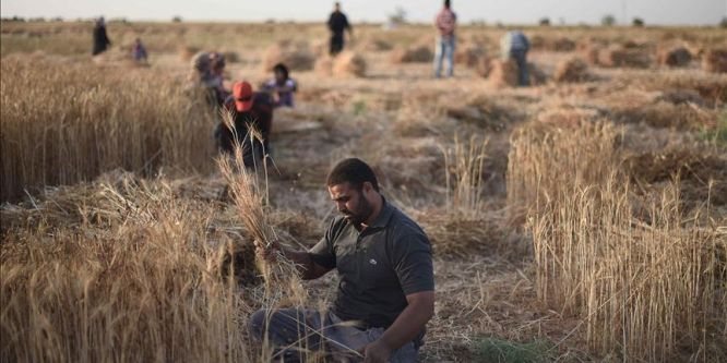 Gazzeli Neccar, yarım vücutla ekin biçiyor