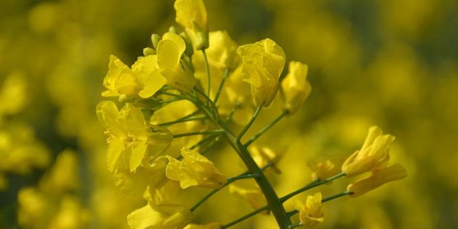 Kanola Silivrili çiftçinin gelir kaynağı oldu