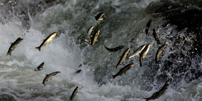 İnci kefalinin tatlı sulara göçü başladı