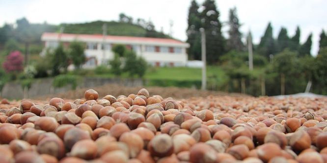 Fındıkla ilgili açıklamalar üreticileri sevindirdi