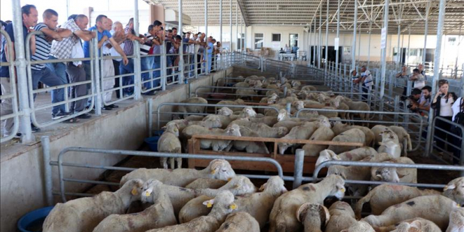 Damızlık koçlar verimi artıracak