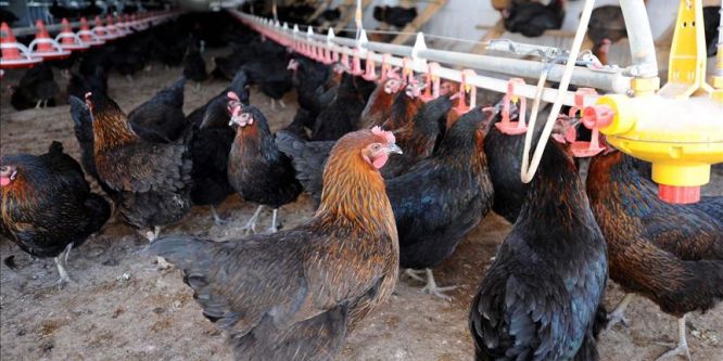 Niğde yumurta tavukçuluğunda iddialı