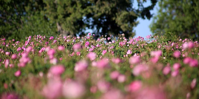 Gülde rekolte arttı