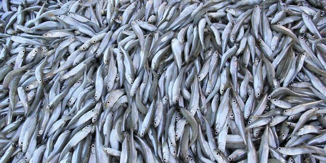 Gümüş Türkiye'de 1, AB'de 33 liraya alıcı buluyor