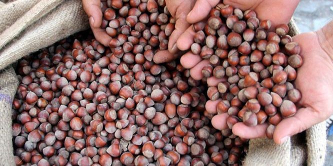 Pazara 375 bin ton fındık sunuldu