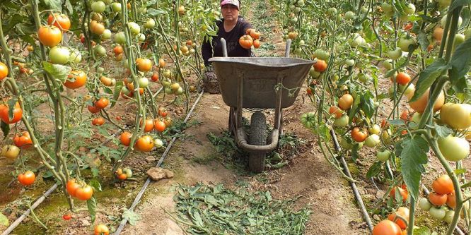 Domateste ihracat başladı