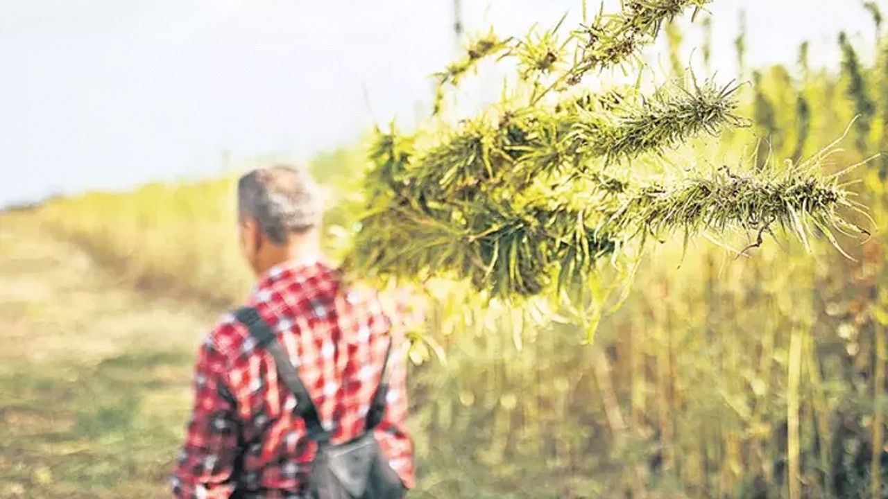 AK Parti'nin tıbbi kenevir teklifi: Eczanelerde satılacak!