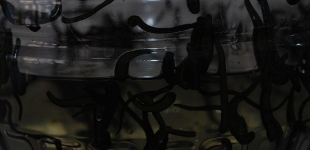 Tıbbi sülük ihraç etmek isteyenler ne yapacak?