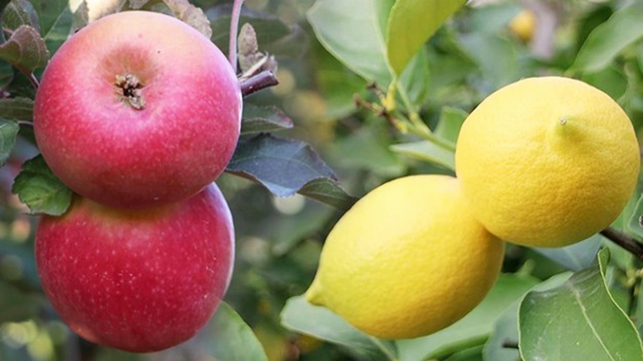 Ticaret Bakanlığı harekete geçti: Limon ve elma ihracatında yeni dönem
