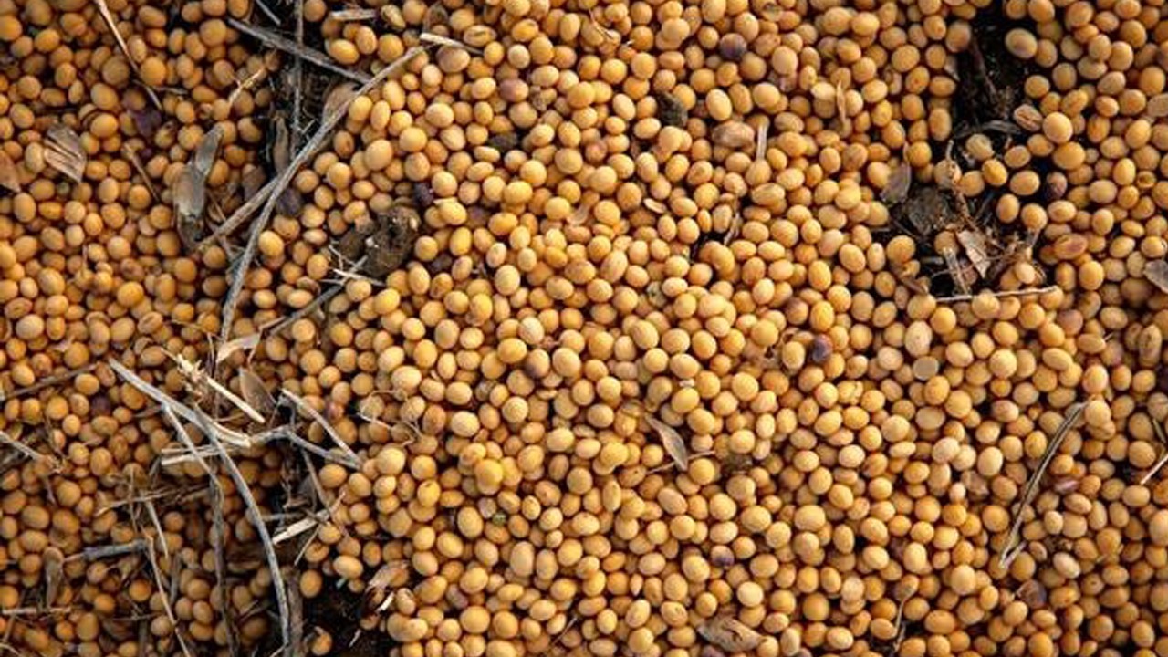 Ticaret rüzgârı terse döndü: Çin’den ABD’ye milyar dolarlık soya hamlesi