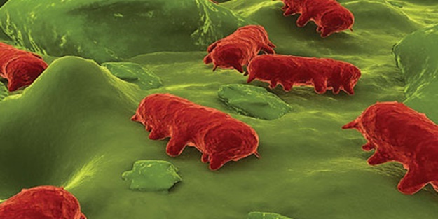 Tifo neden oluşuyor?