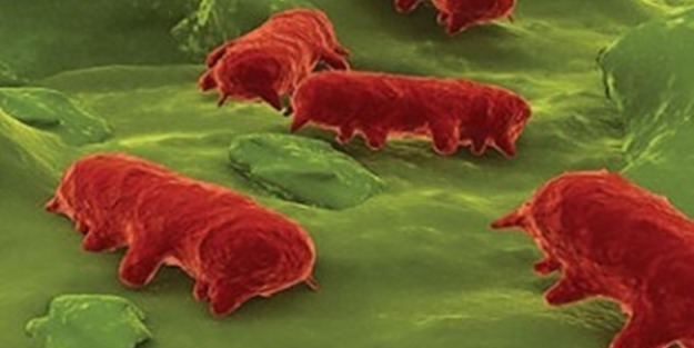 Tifo'nun belirtileri nelerdir?