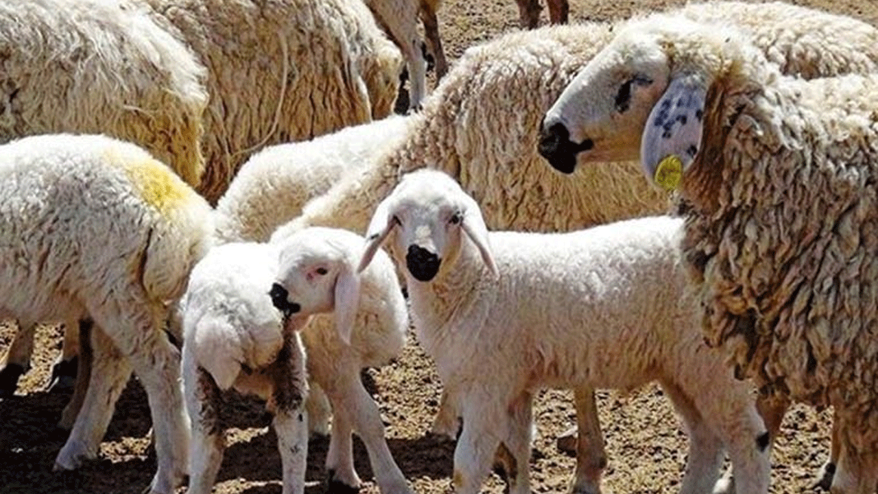 TİGEM 20 bin ton koyun sütü satacak