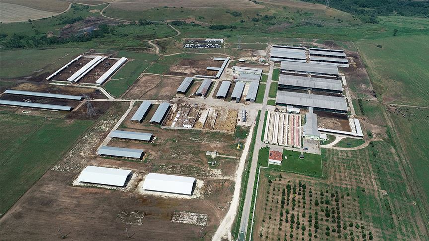 TİGEM Trakya'nın tarım ve hayvancılığına büyük katkı sağlıyor