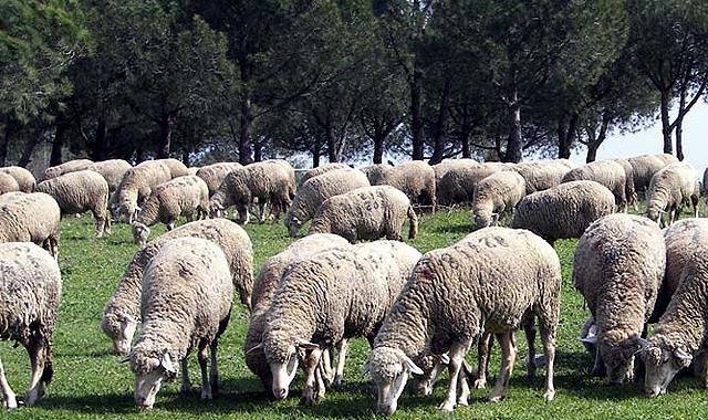 TİGEM'den 'Merinos' açıklaması