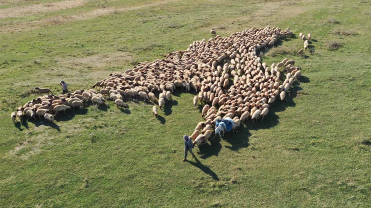 TİGEM'den üreticilere 220 bin adet damızlık desteği