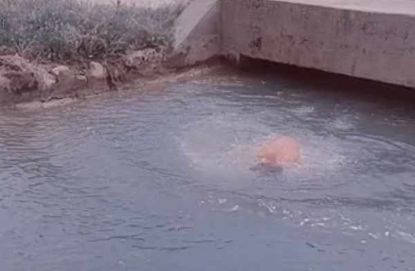 TikTok için yaptı canından oldu! İşte, sulama kanalına atlayan gencin son görüntüsü