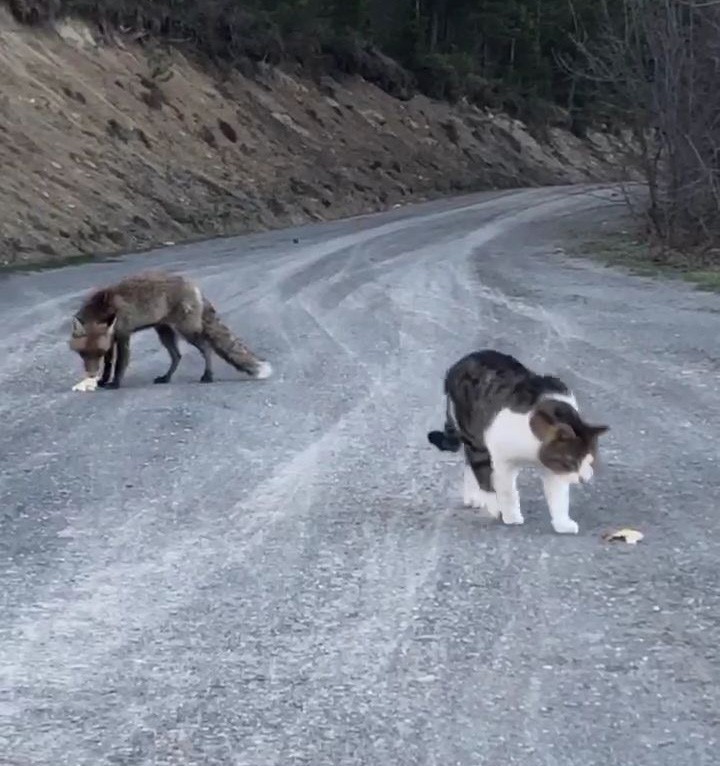 Tilki aldığı ekmekleri toprağa sakladı 