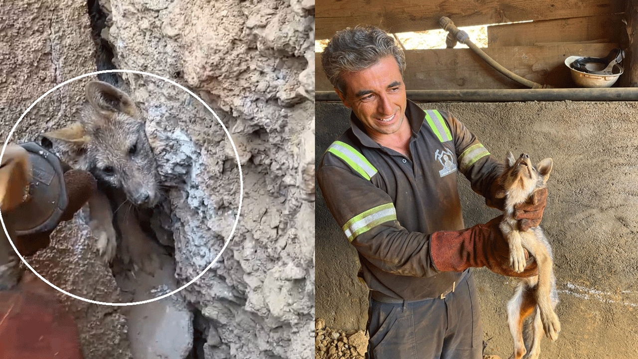 Tilki Andrei Operasyonu: Ölmek üzereyken kafası sıkıştığı yerden kurtarıldı!