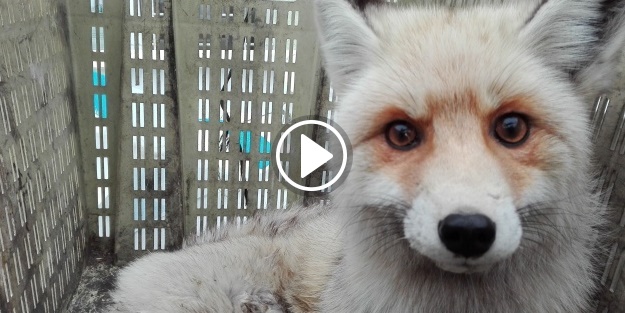 Tilki aşırı soğuktan felç geçirdi