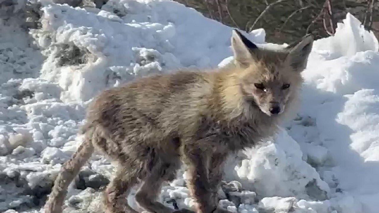 Tilki çöp konteynerinde böyle görüntülendi
