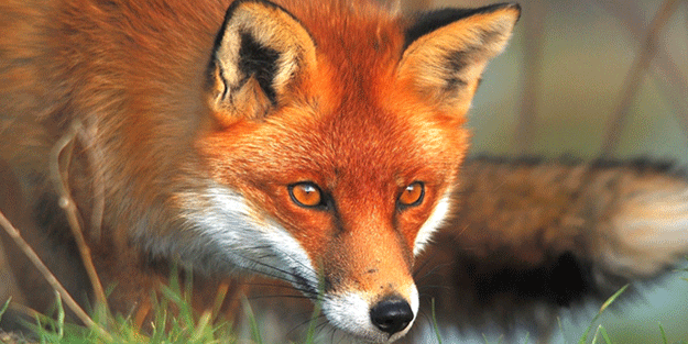 Tilki gibi kurnaz neden denir? Cevabı bu haberde: Kurnaz tilkinin yaptıklarını görenler gözlerine inanamadı