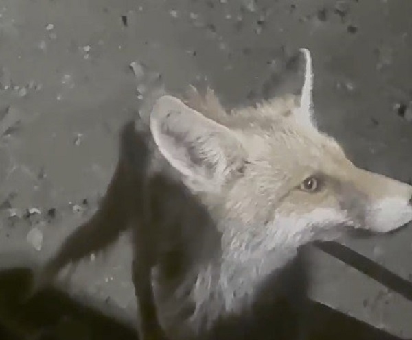 Tilki ile dozer operatörü arasında ilginç muhabbet