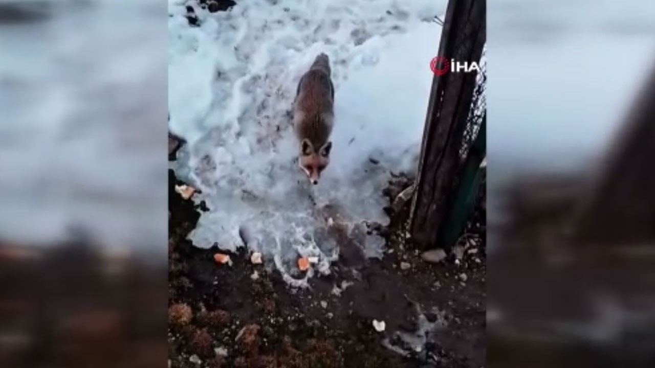 Tilki ile sohbet eden vatandaş güldürdü