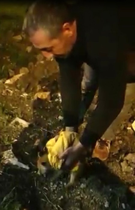 Tilki yavrusu arabaların altından kalmaktan son anda kurtuldu 