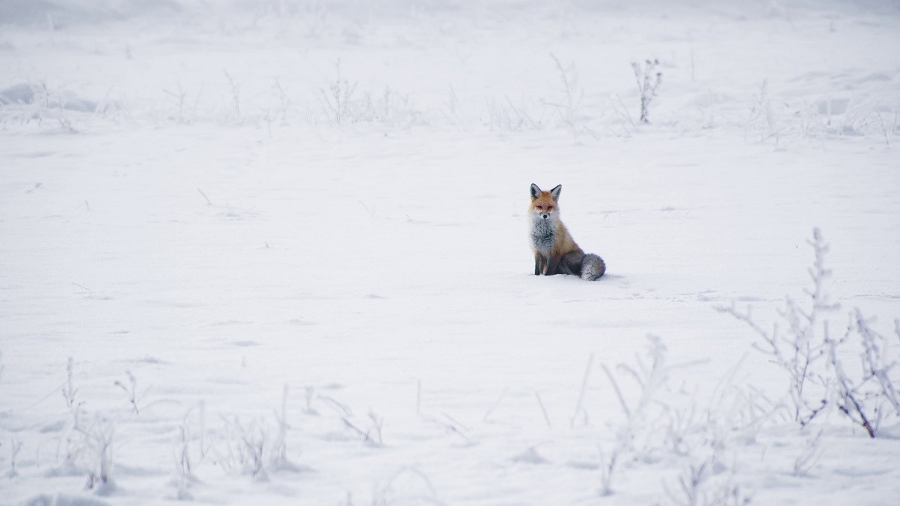Tilkinin av dansı görüntülendi