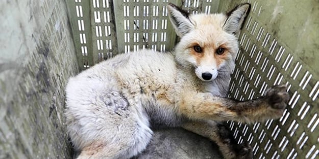 Tilki'nin ayakları soğuktan felç oldu!