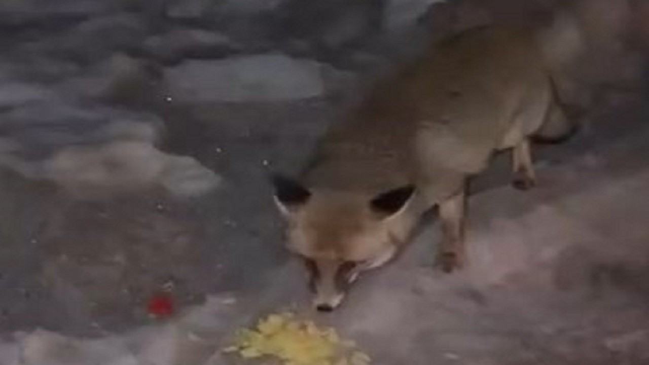 Tilkinin cips keyfi kamerada