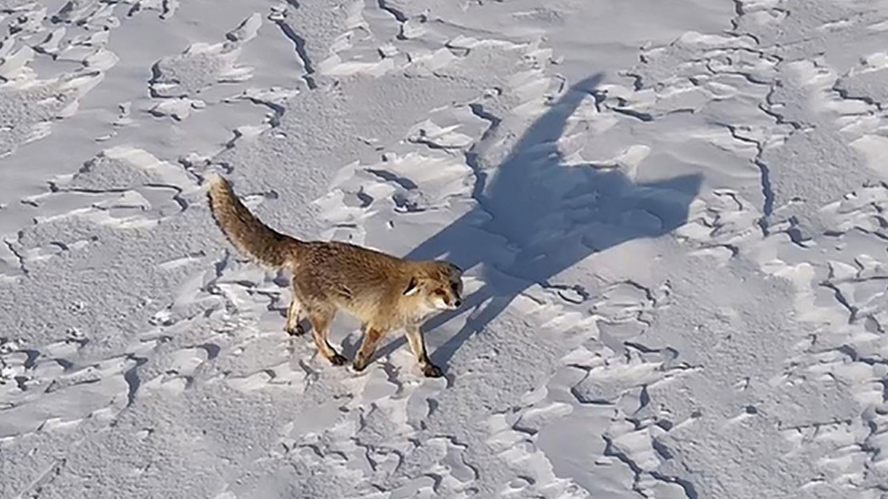 Tilkinin dronla eğlenceli imtihanı
