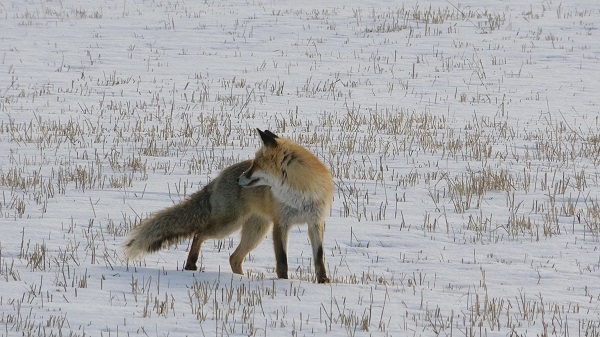 Tilkinin fare avı görüntülendi